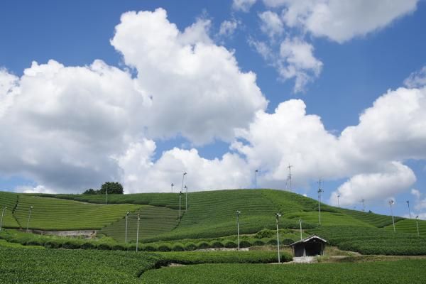 Shirasu tea plantation