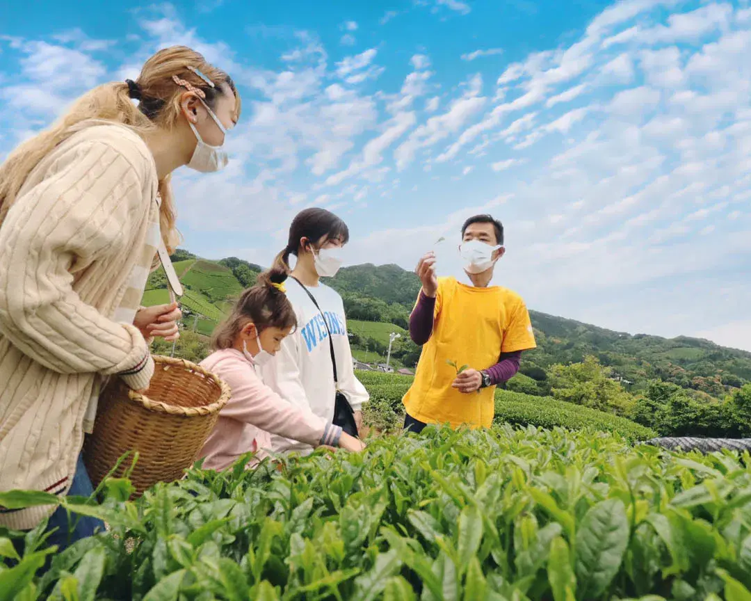 Uji Matcha Tea Picking Experience in Kyoto