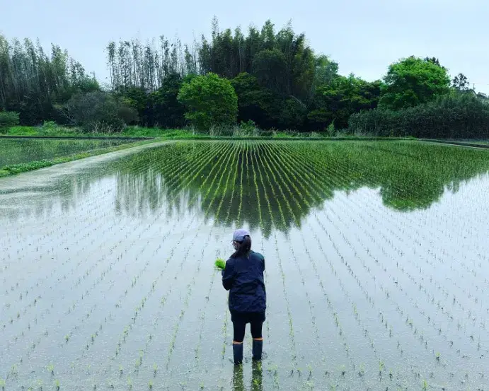 Private Mie Farm Tour: Temple Meditation & Rice Experience