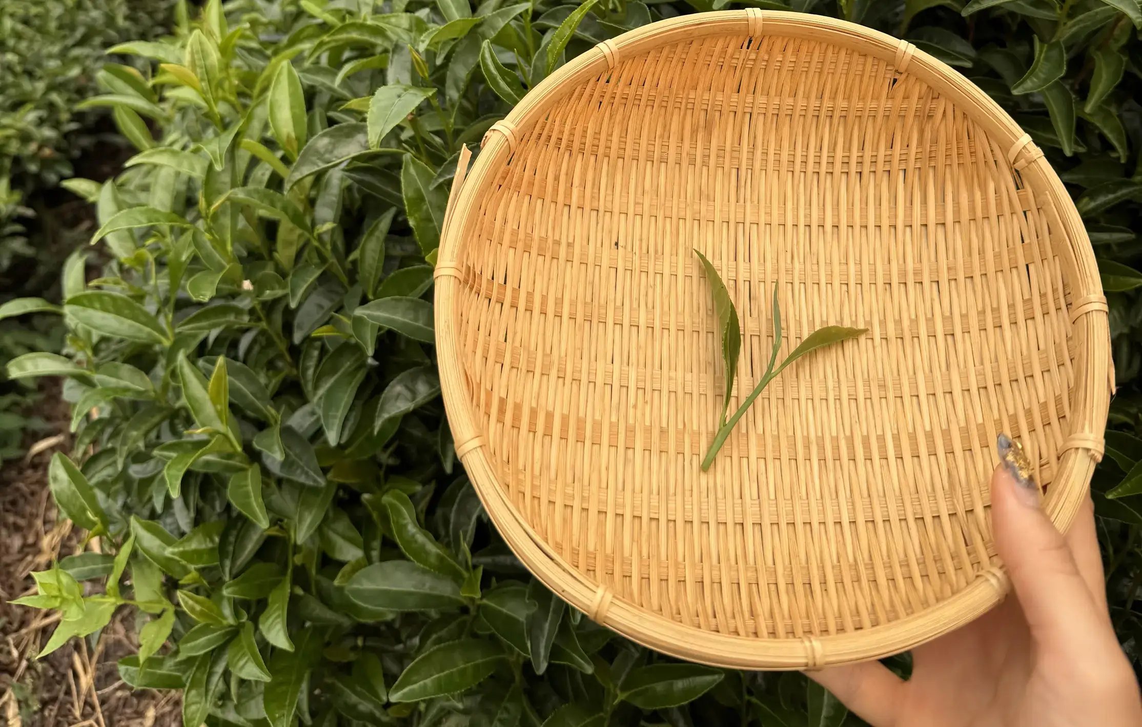 From the Bountiful Seas of Mie to the Elegance of Kyoto