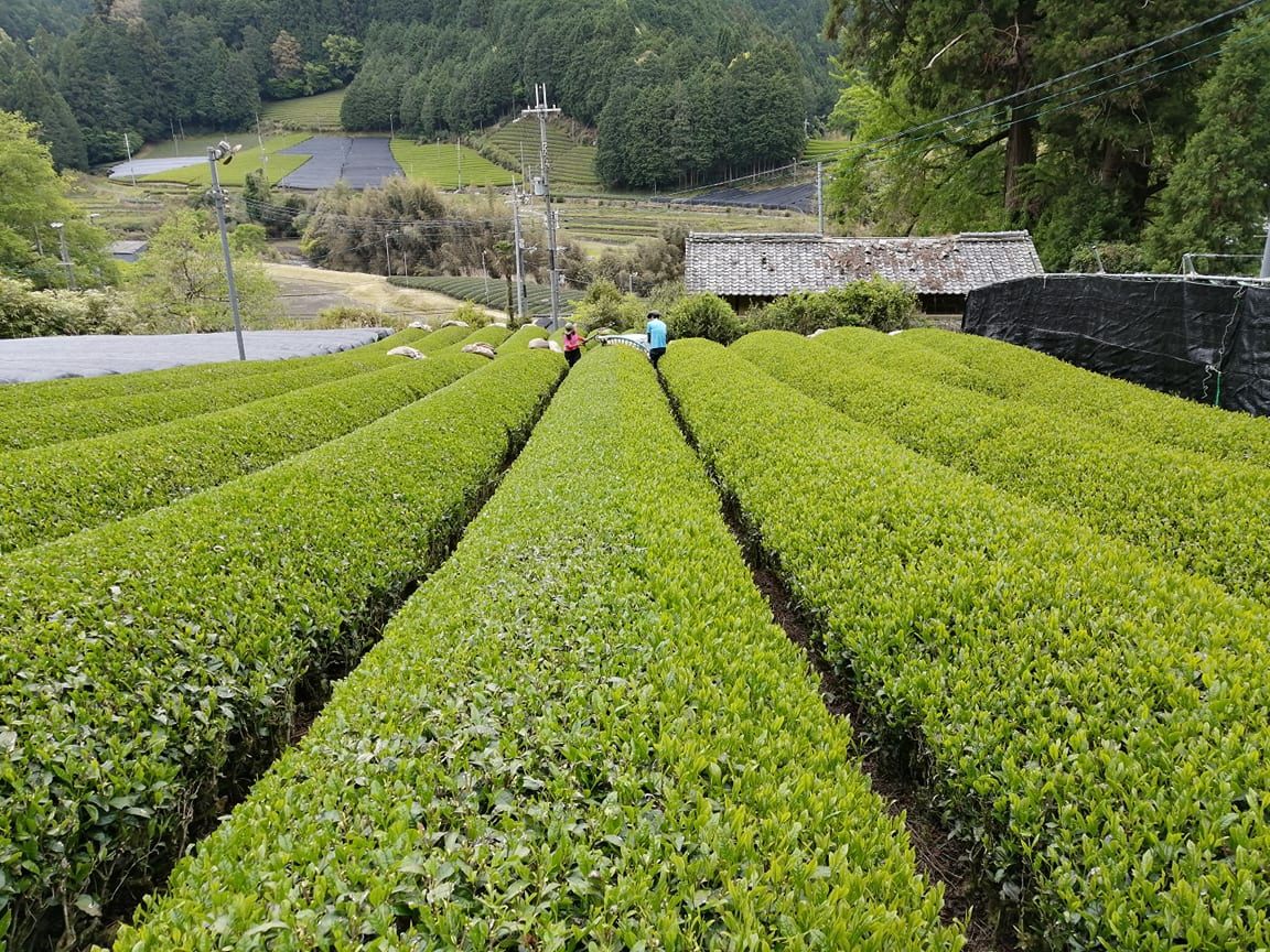 和束茶満喫ツアー（茶畑散策、茶摘みなど） | Premium関西